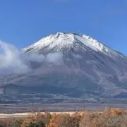 アーティチョークの画像