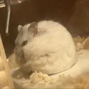 しらたの画像