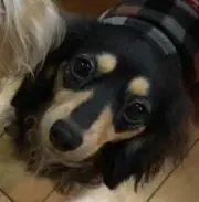 ちび