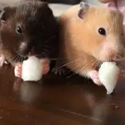 あんきなの画像