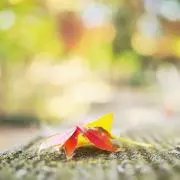 en_