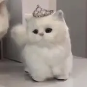 ゆの画像