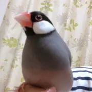 うめりんご