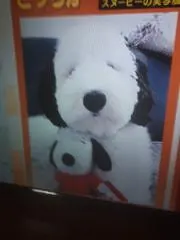 ミキの画像