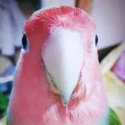 ささみ@