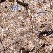 桜の画像
