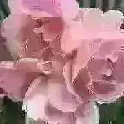 Harumiの画像