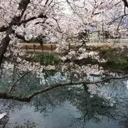 Image of みみこ