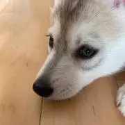 Ychan工房(プロフ確認必須)