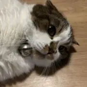 naouの画像