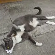 銀猫の画像