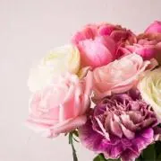 ✿ lily ✿の画像