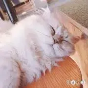 うーたん