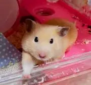 ティ村の画像