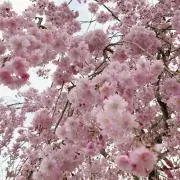 ((y1u0k1a2))の画像