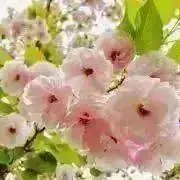 ゆに