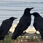ナナワレの画像