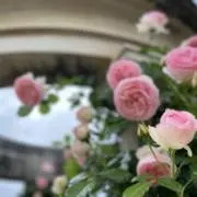 eriの画像