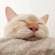 NEKOZO