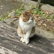 まるの画像