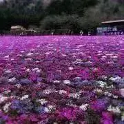 みぞれの画像