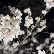 たなかの画像