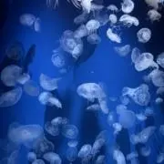 クラゲの画像