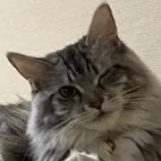 TOMO☆プロフ確認推奨☆ 誤購入❌の画像