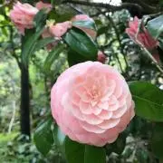シロ