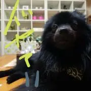 KOTA