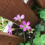 みの画像