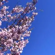 みーやの画像