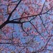 Rooの画像