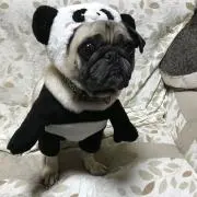 ドリチューの画像