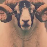 らやる