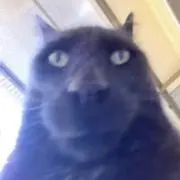 aaaaの画像
