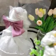 ひまわりの画像