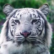 k1の画像