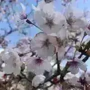 Pondの画像