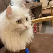 にゃんとるまん
