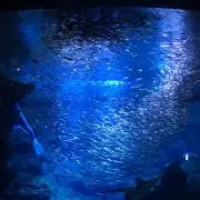 ノンノの画像