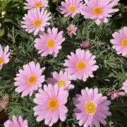 るるるの画像