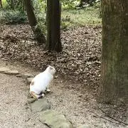 さやの画像