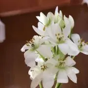 haru16