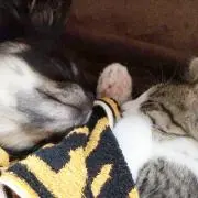 みさっき