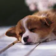 たこすの画像