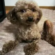 ミル