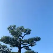 otoritoの画像