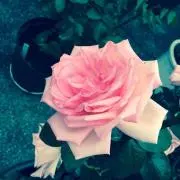 ヒメ✳︎