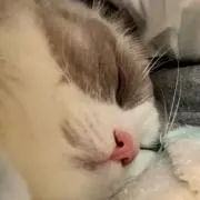 はな